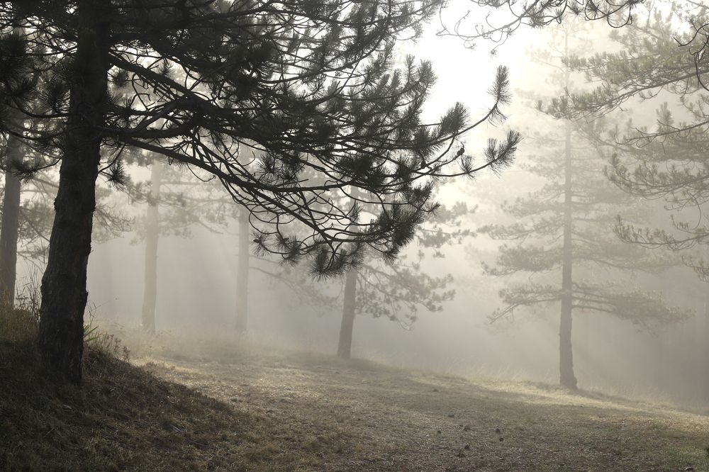 Photograph by Татьяна Алексеева