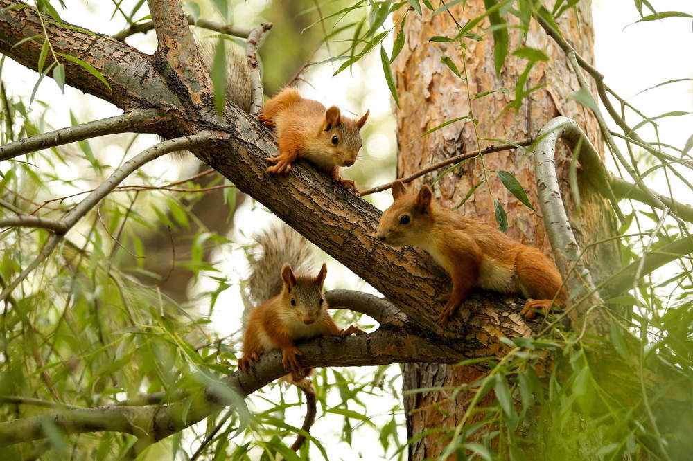 Фотография автора Светлана Дубина