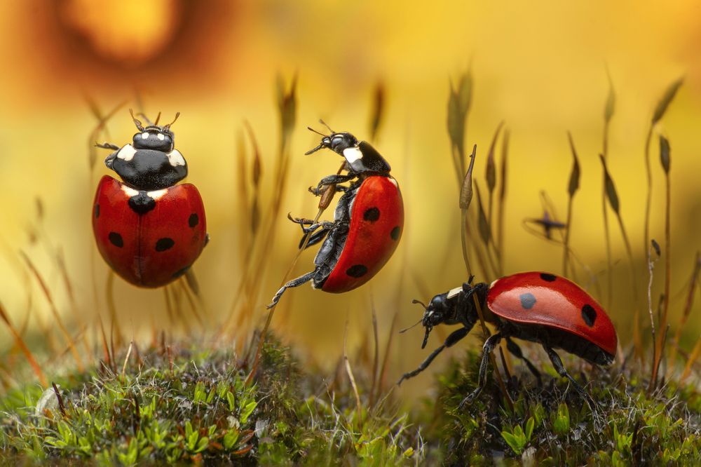 Photograph by Tsvetan Ganev