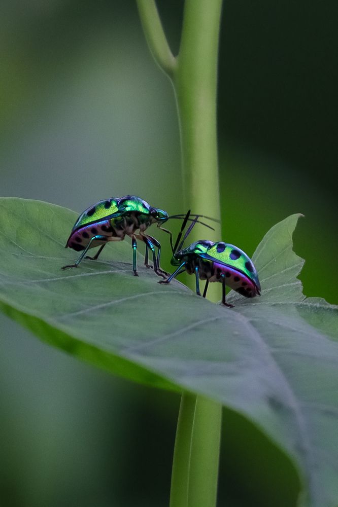 Photograph by Jyotiraditya Pinaki Panda