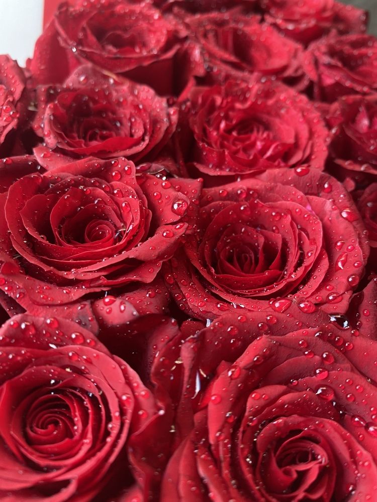 Фотография автора shima tabatabai