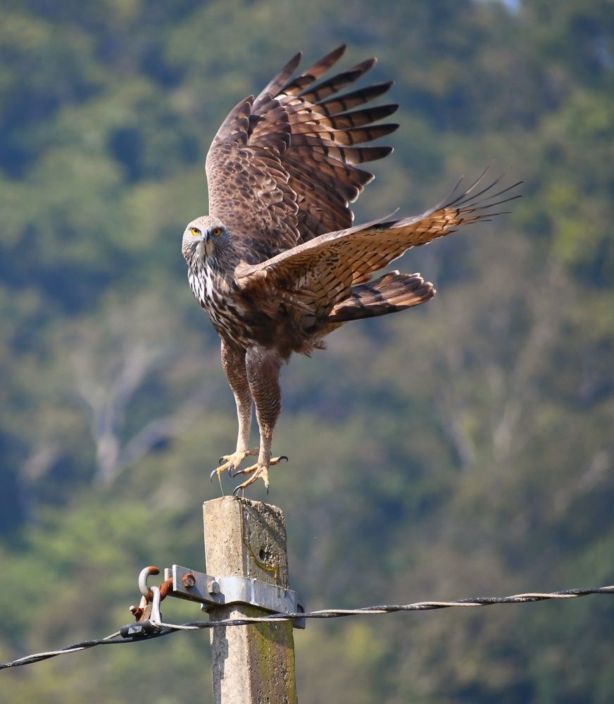 Photograph by sumit Satapathy
