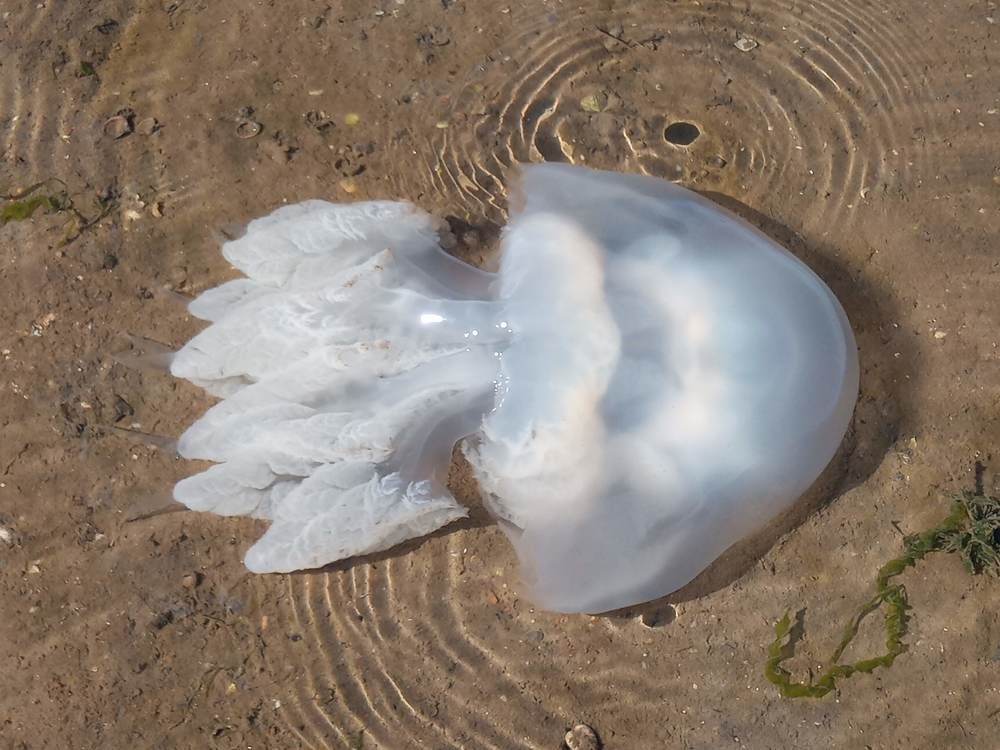 Photograph by Татьяна Пальчикова