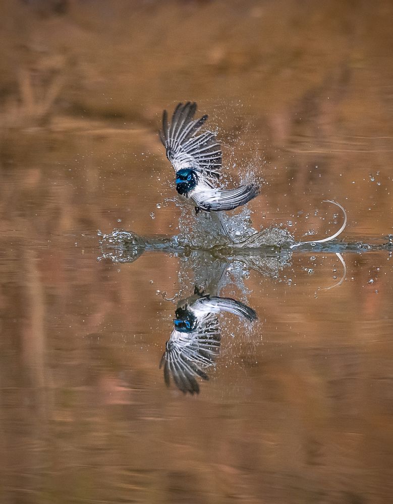 Photograph by dinesh mishra
