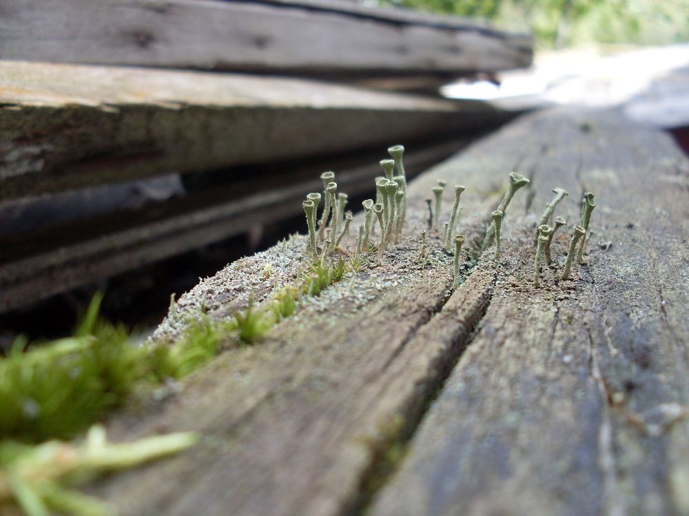 Mushrooms