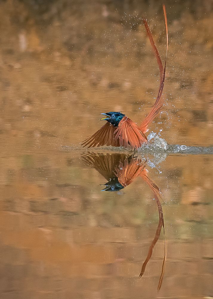 Photograph by dinesh mishra