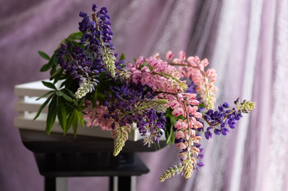 Photograph by Елена Лидмец