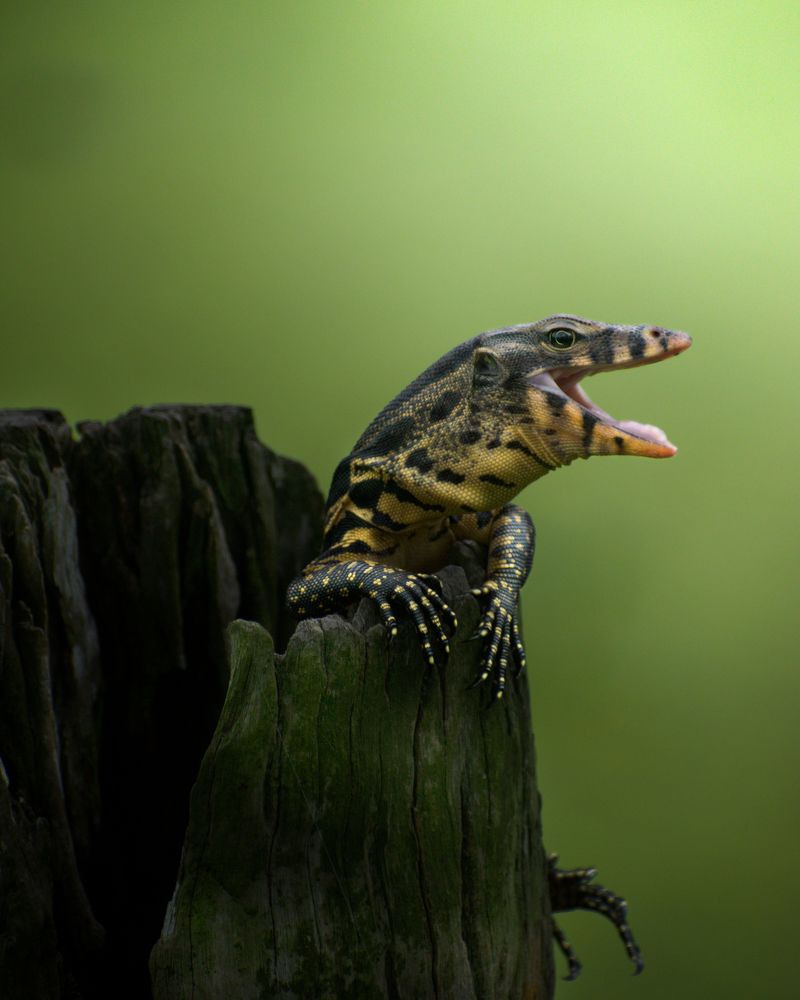 Photograph by Pratick Naskar