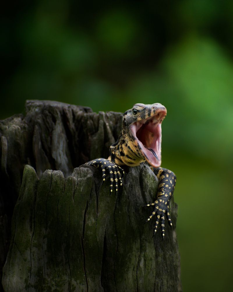 Photograph by Pratick Naskar