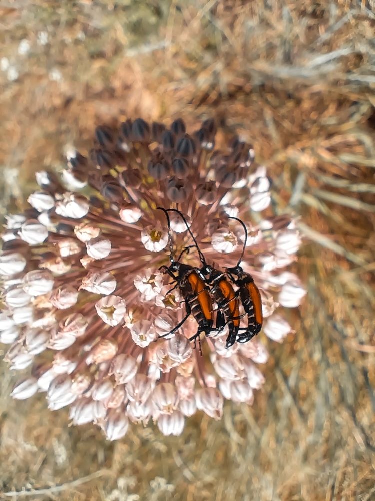 Photograph by michel Olive