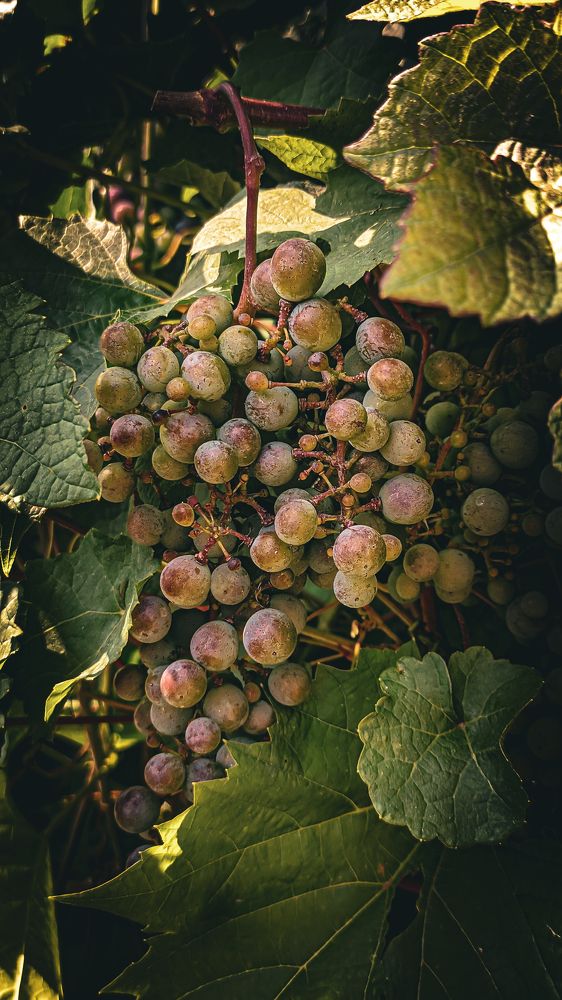 Photograph by Денис Бочаров