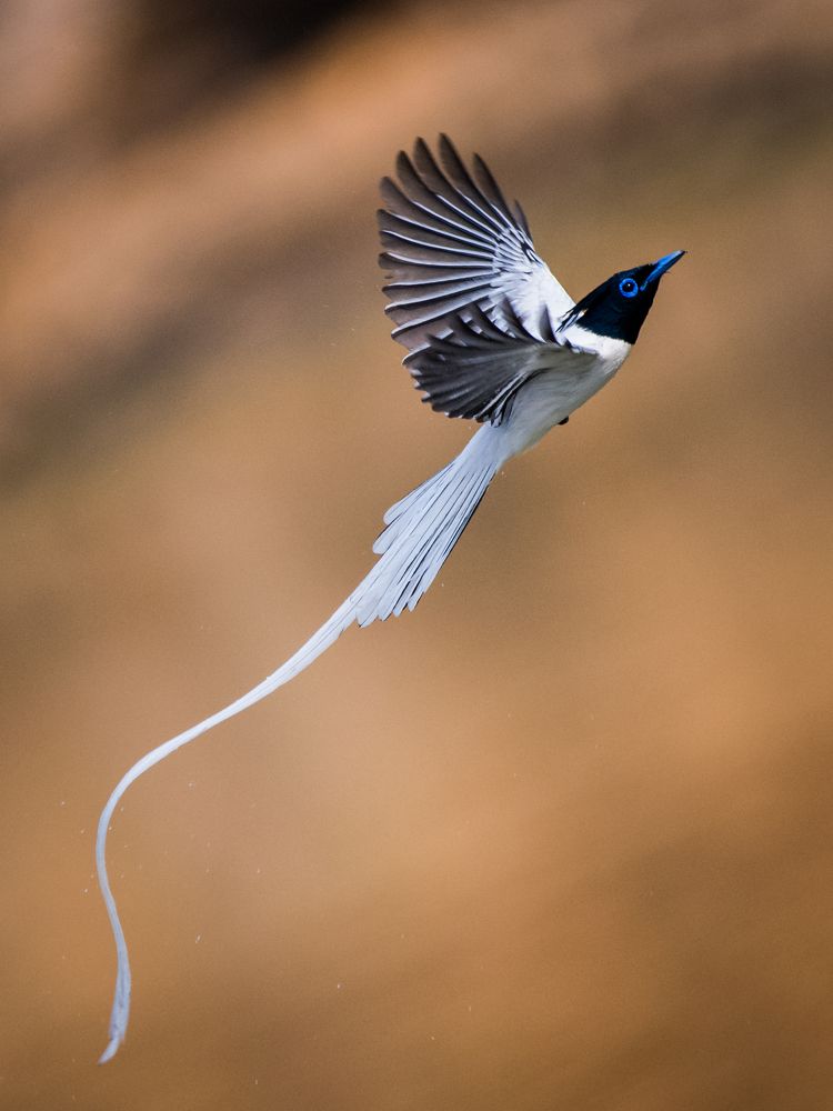 Photograph by Debashis Subudhi