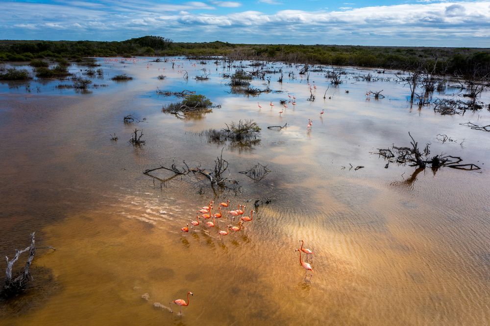 Flamingos en la Ciénega