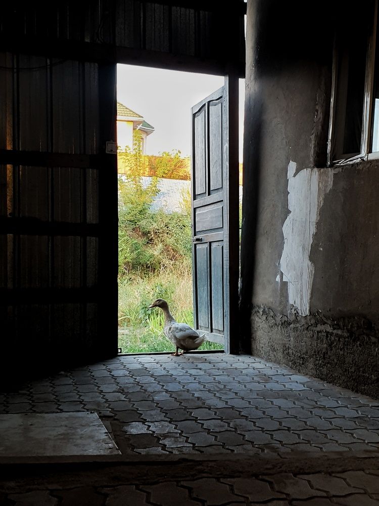 Photograph by Нургуль Испулаева