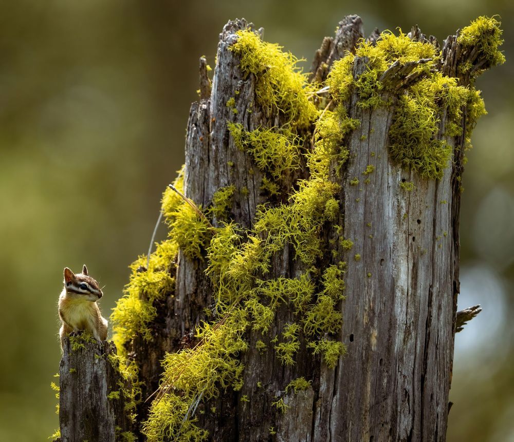 Photograph by Gabi Sciuchetti