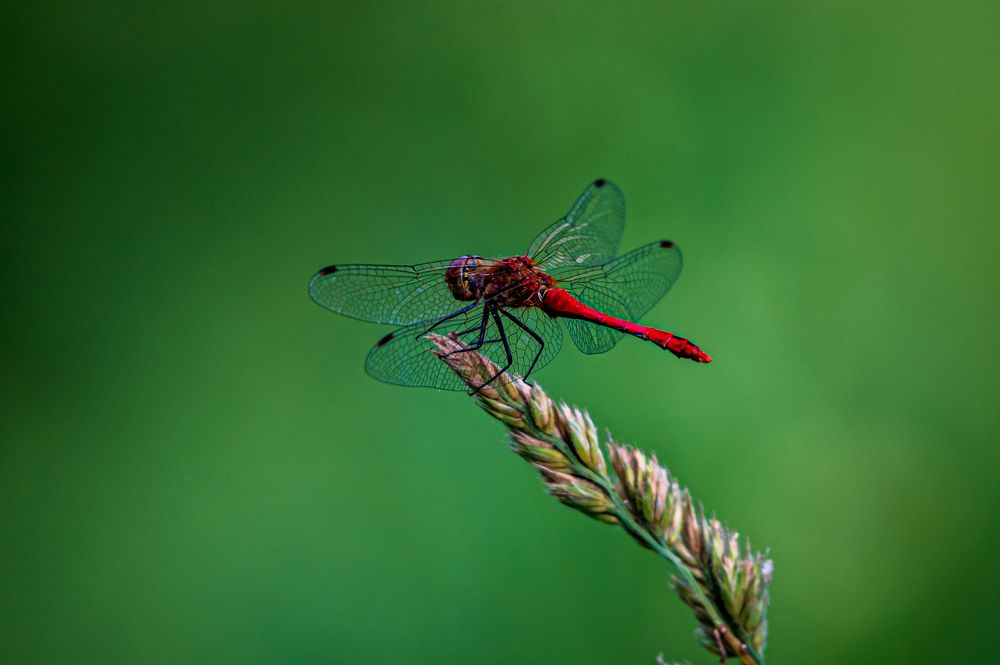 Photograph by Александр Ендин