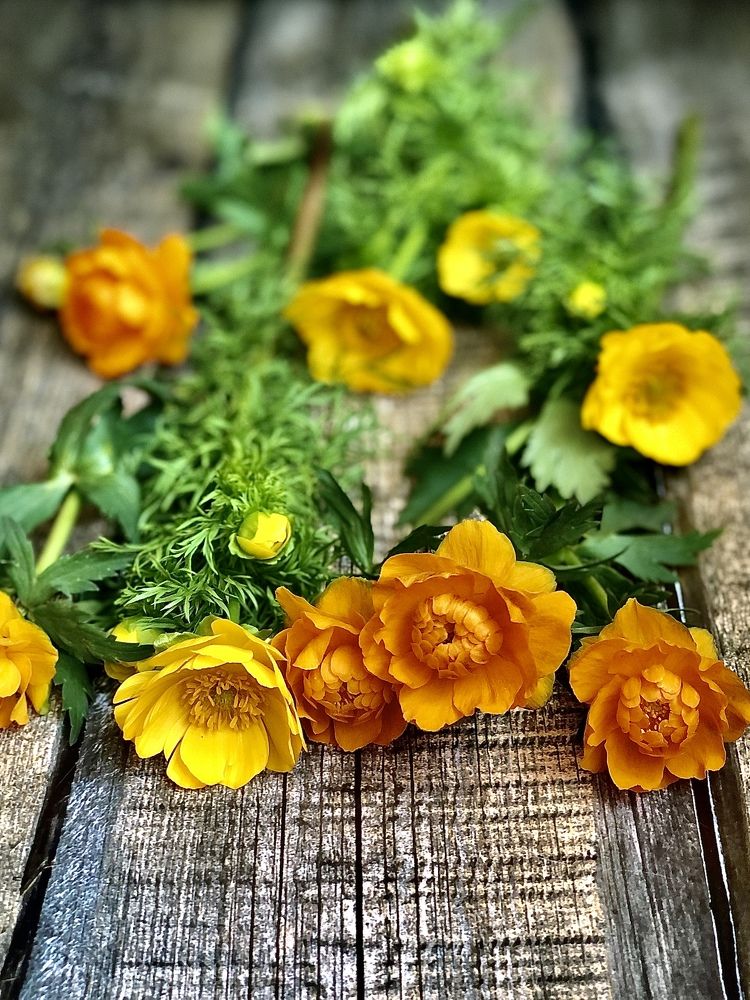 Photograph by Светлана Дмитриева