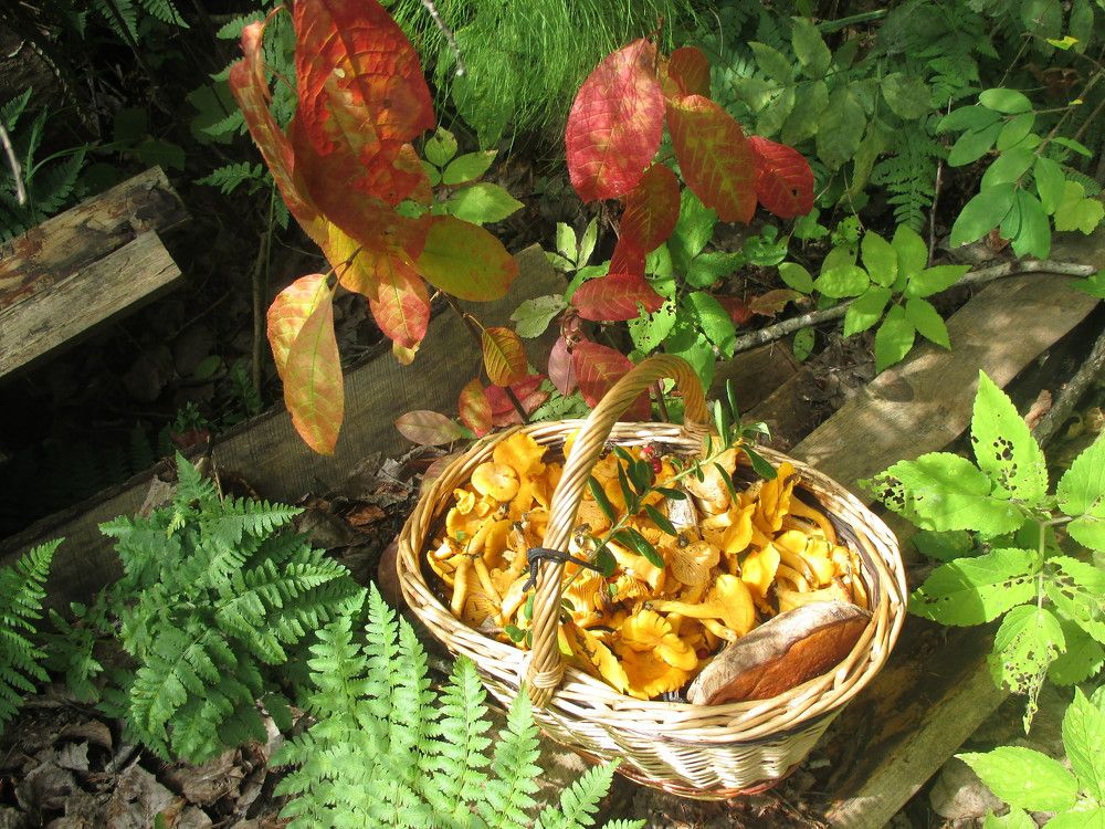 Фотография автора Елена Малкова