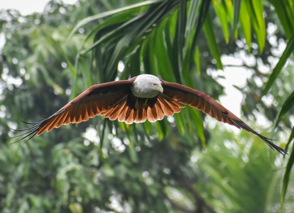 Photograph by Ajeesh A