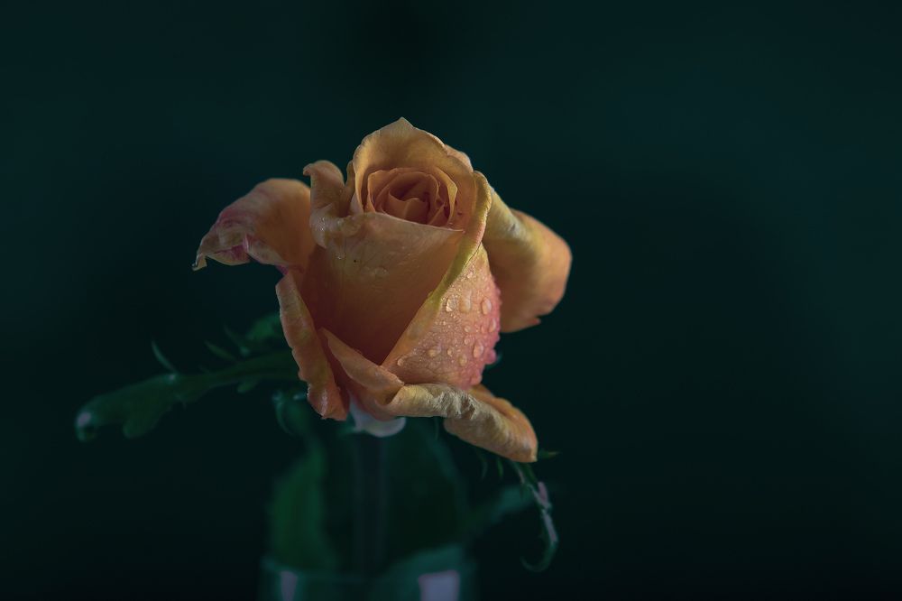 Photograph by Игнатьев Александр