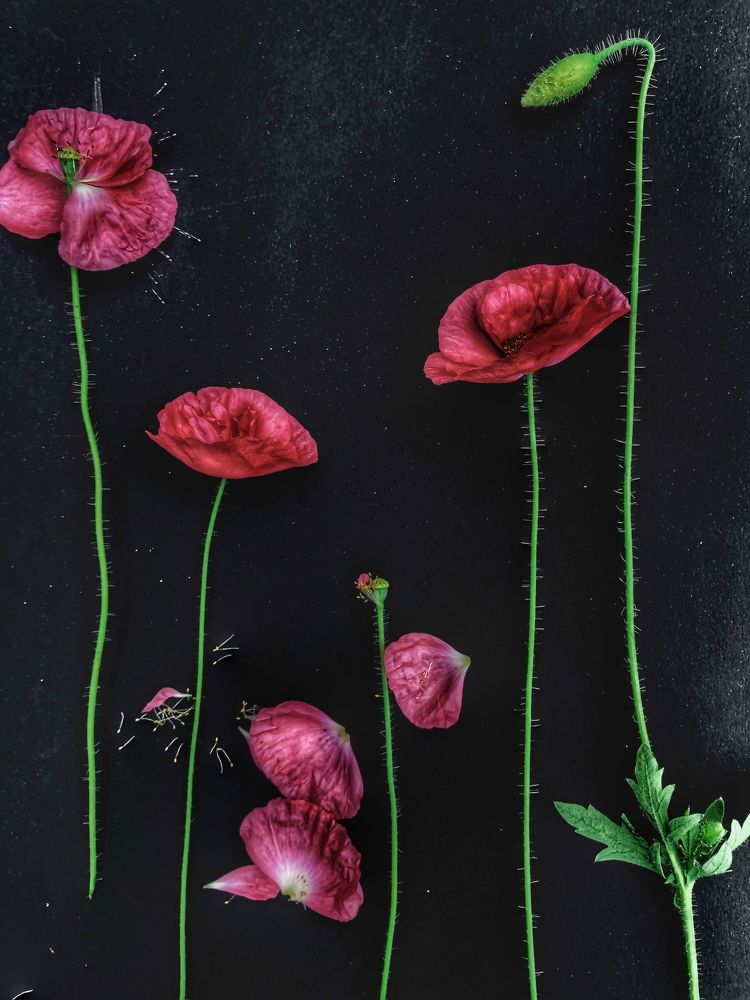 Photograph by Светлана Дмитриева