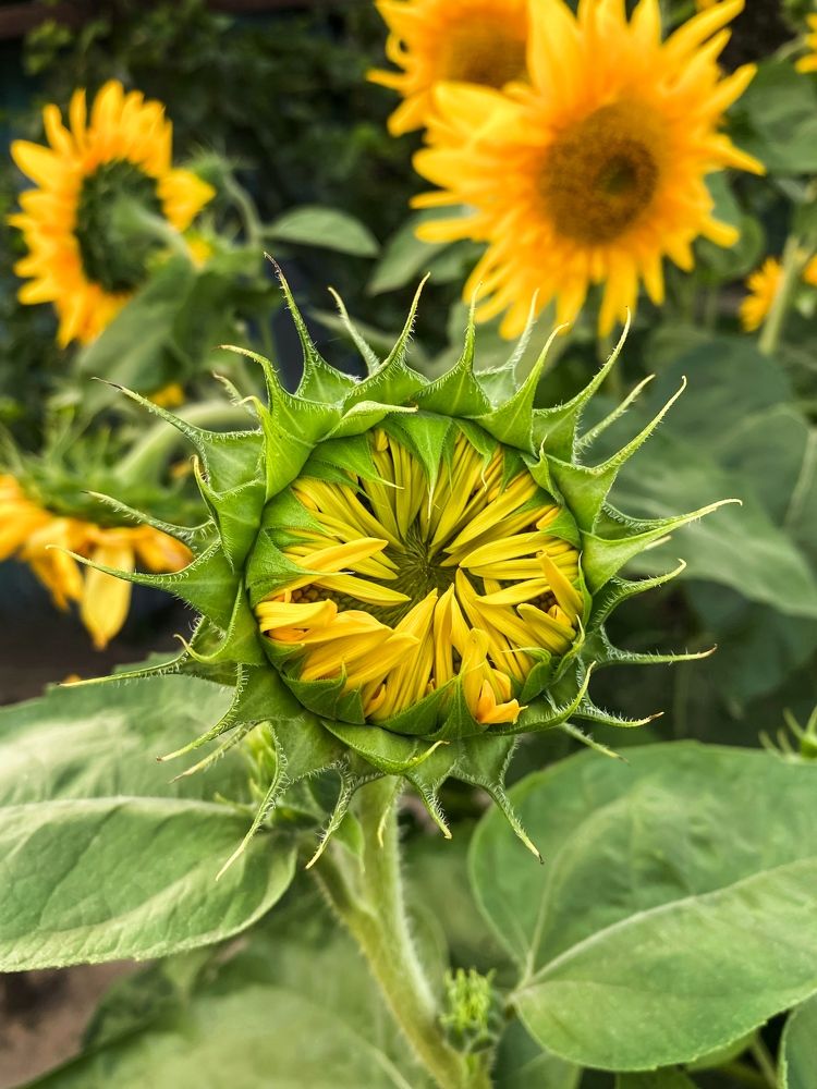 Photograph by Юлиана Шабовта