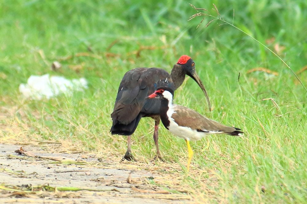 Photograph by RODRICK RAJIVE LAL