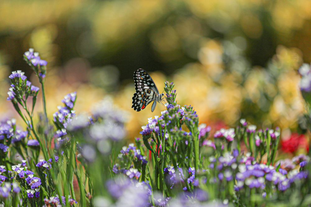 Photograph by Mohammadreza Majlesifar