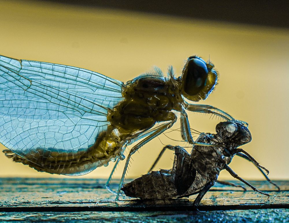 Рождение стрекозы