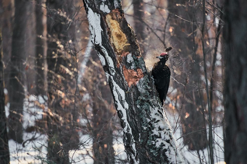 Фотография автора Игорь Игоревич