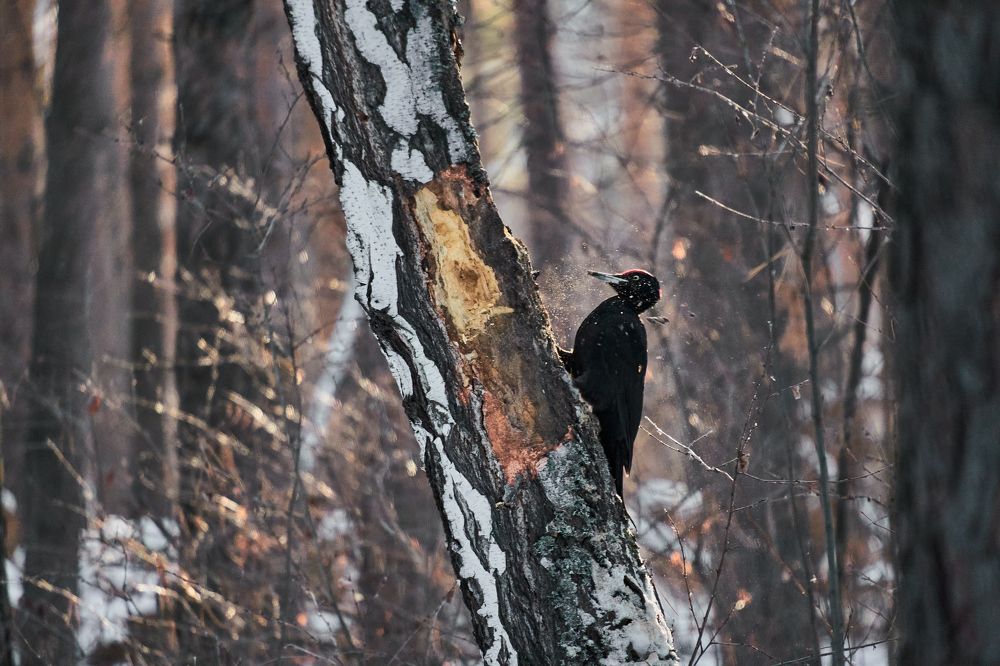 Фотография автора Игорь Игоревич