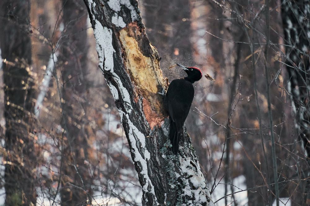 Фотография автора Игорь Игоревич