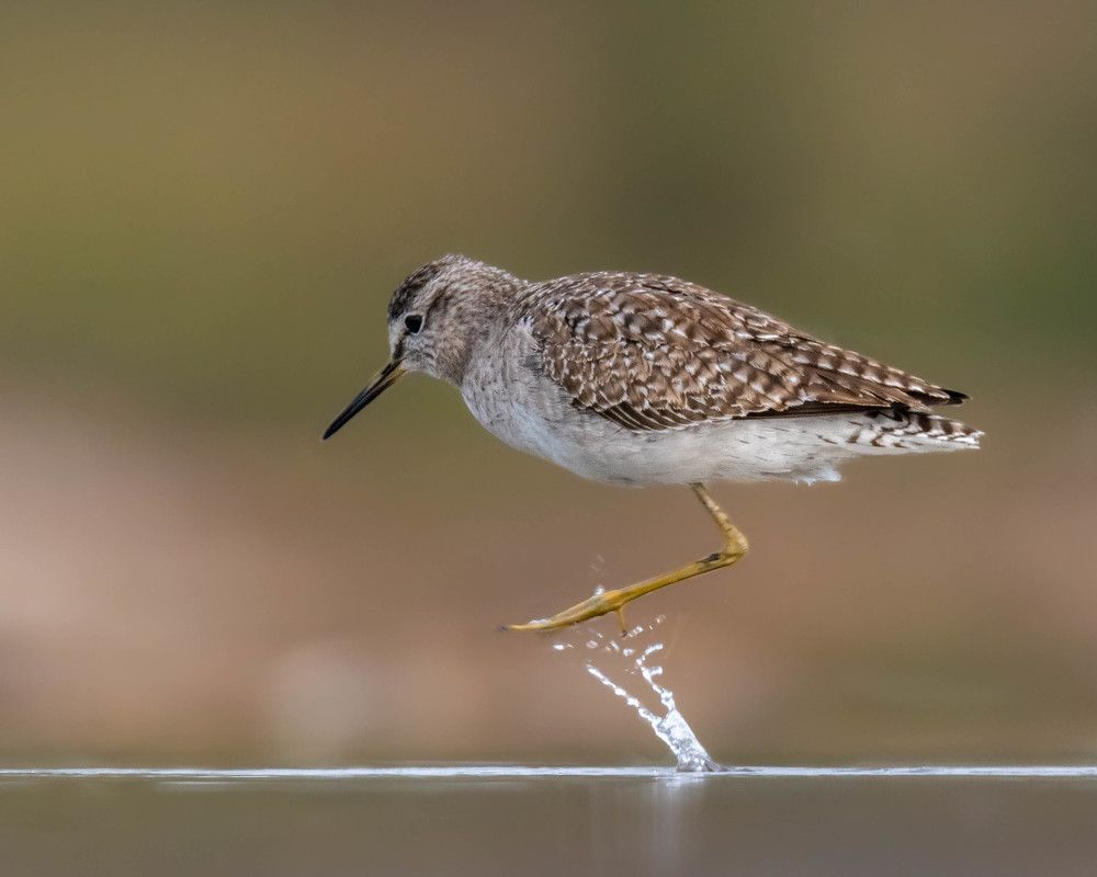 Photograph by Shyam Hirurkar