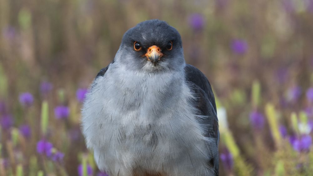 Фотография автора Gokul Addanki