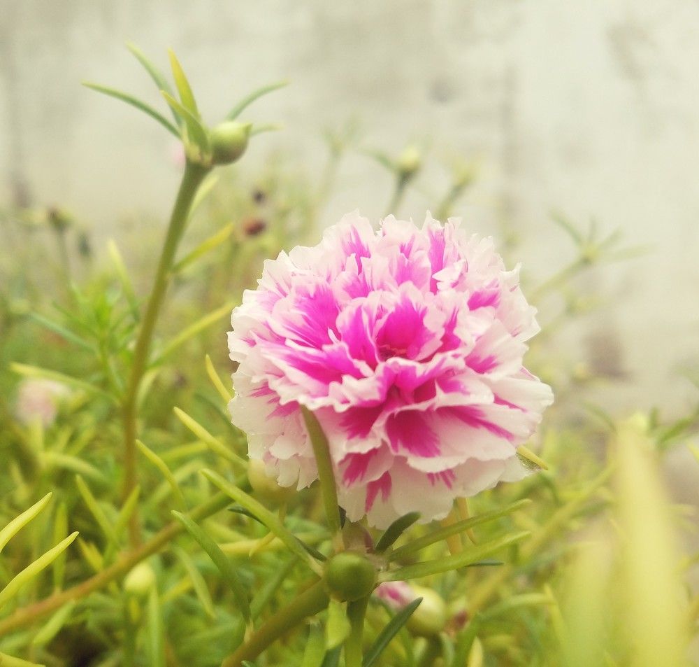 Photograph by MUNEEB SYED