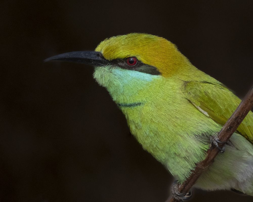 Фотография автора Gokul Addanki