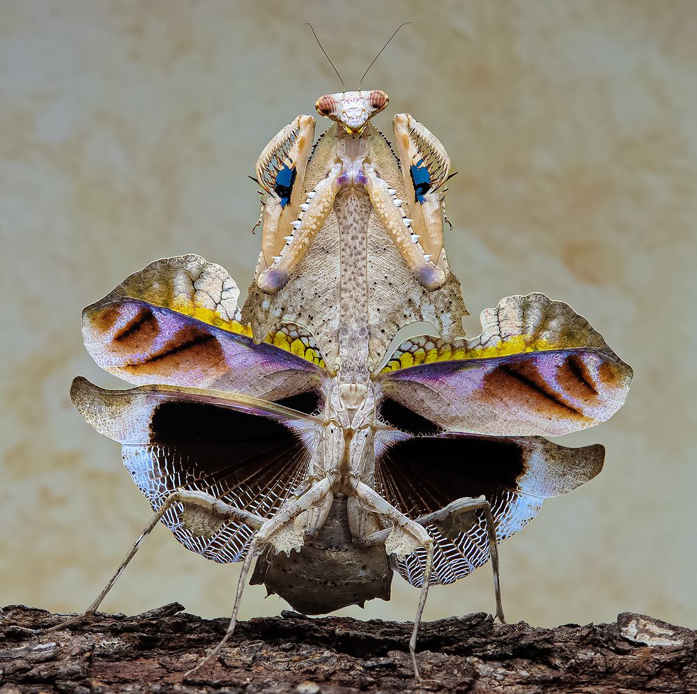Dead Leaf Mantis - Deroplatys Trigonodera
