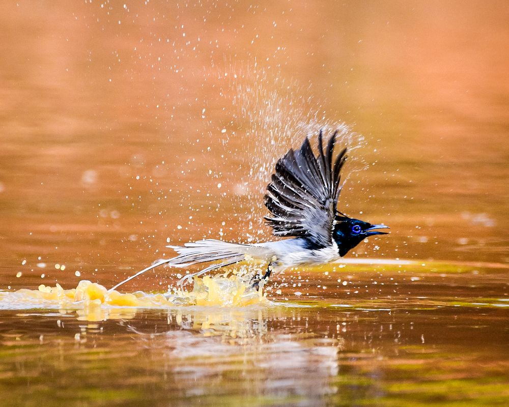 Photograph by Debashis Subudhi