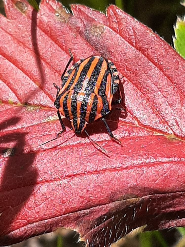 Photograph by Elena Goreva