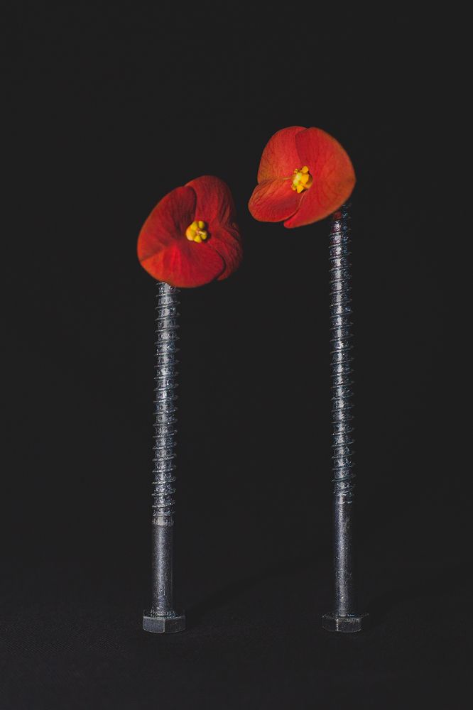 Фотография автора Pramuditha De Silva Laddu Sasindu