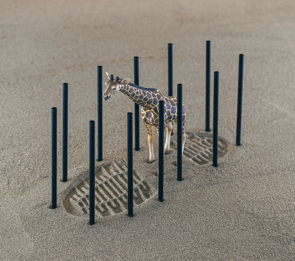 Photograph by amin roshan afshar