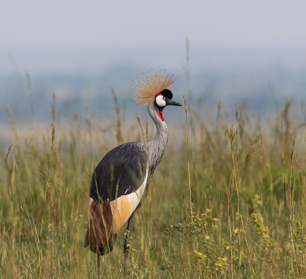 Black Crowned Crane