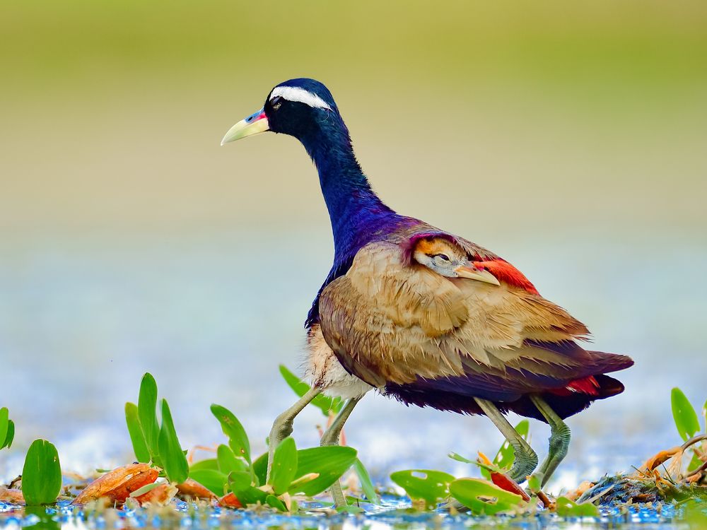 Bronze-winged Jacana with chick.