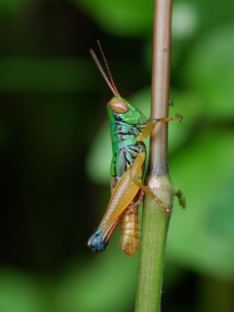 Фотография автора R. Zai