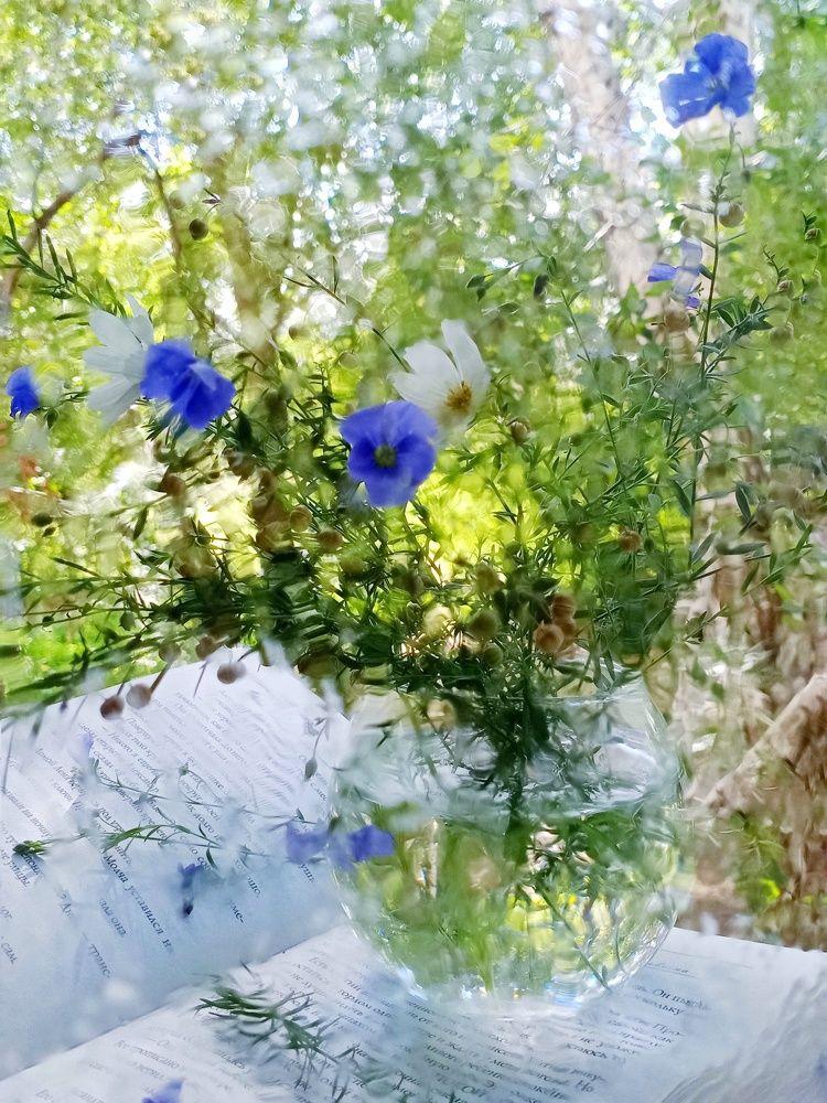 Август - сердце...