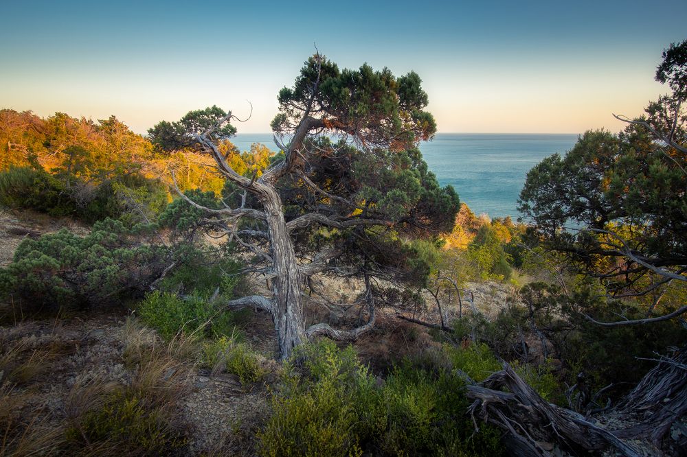В зарослях можжевельника