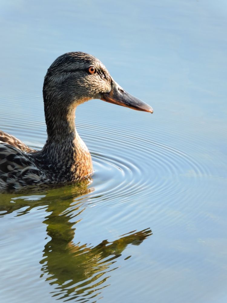 Photograph by Алёна Крамаренко