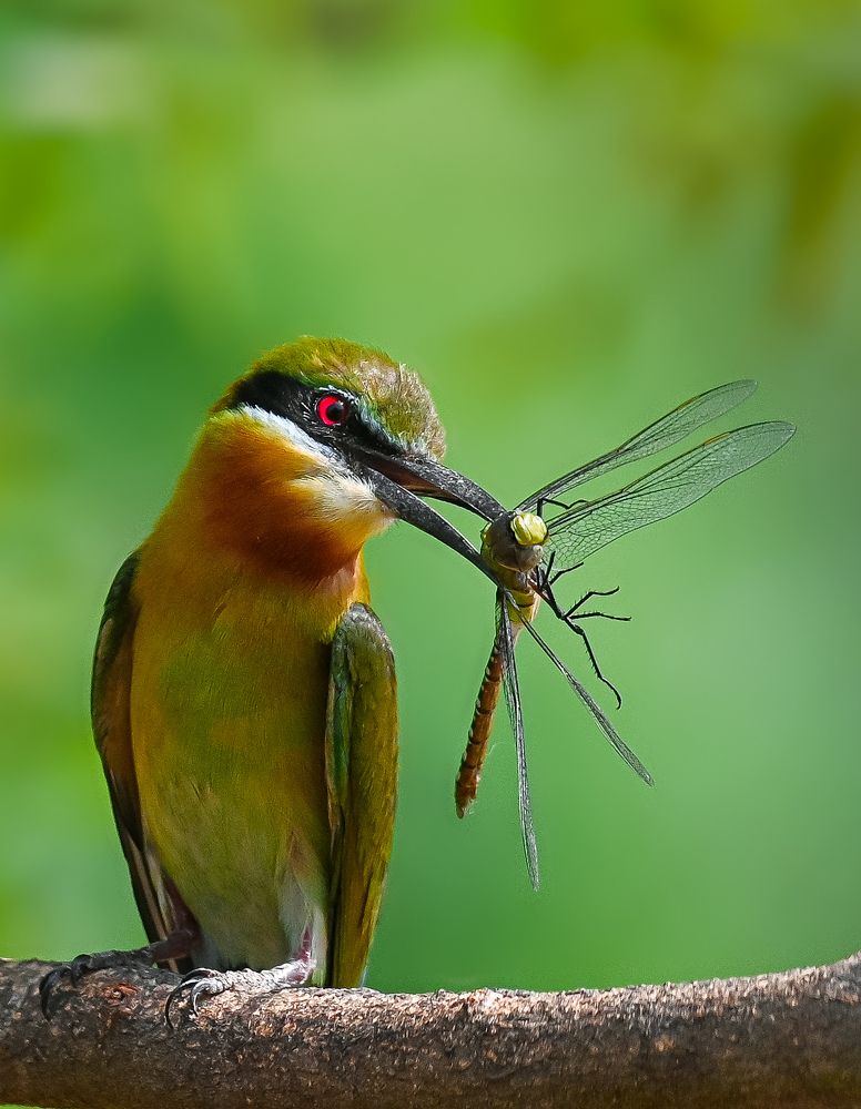 Blue-tailed bee-eater
