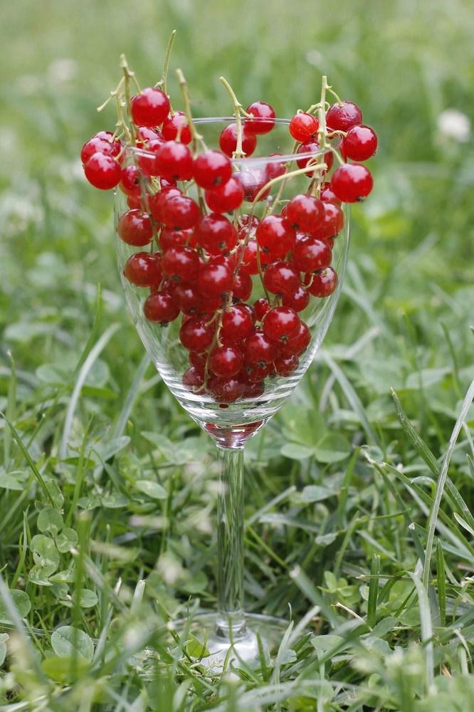 Red currants