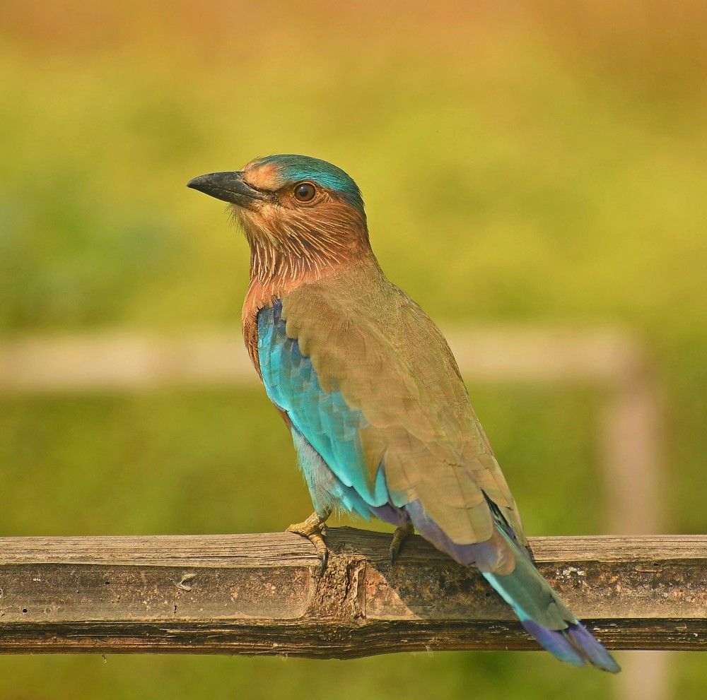 Photograph by Soumak bindu